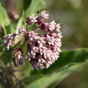 asclepias syriaca