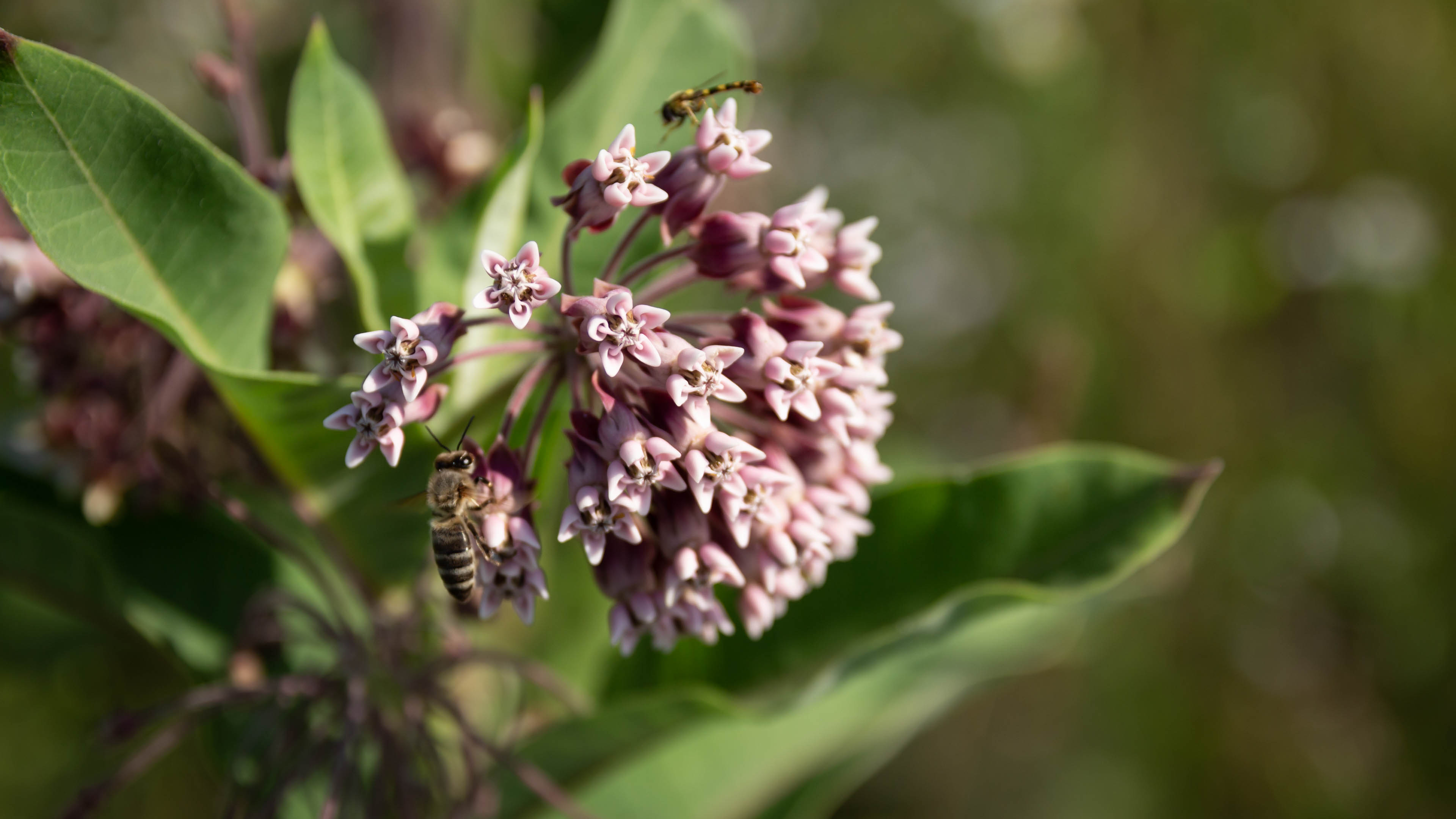 asclepias syriaca