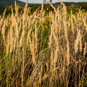 calamagrostis stricta